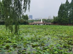 -黄兴公园