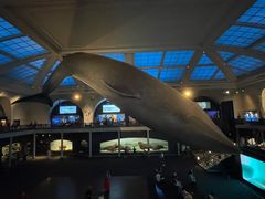 -美国自然历史博物馆