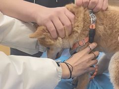 -美联众合动物医院·24h转诊中心