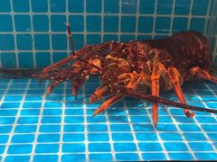 -百富源·海鲜辽菜(张士店)