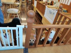 -豆柴町-柴犬主题狗咖(红鼎国际C座店)