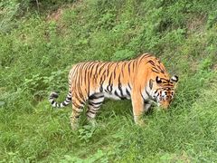 -石家庄市动物园