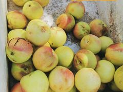 -苏家坨柳林村二月兰花海