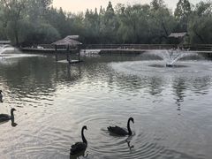 -溱湖国家湿地公园