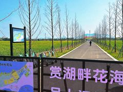 -西京湾花海