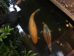 -Fern Forest Cafe