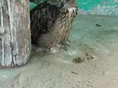 -西霞口神雕山野生动物世界