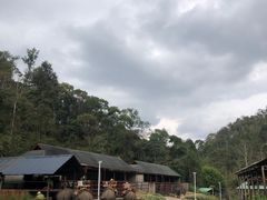-野象谷景区