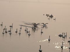 -烟墩角天鹅湖
