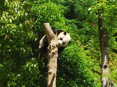 -卧龙中华大熊猫苑神树坪基地