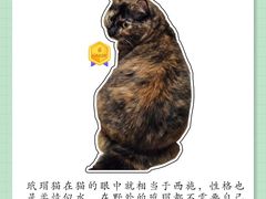 -翊宠yipet猫狗购宠庄园
