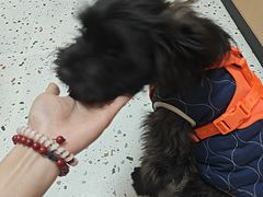 -瑞派康怡24h宠物医院·犬猫医疗中心·微创绝育(瑞景分院)
