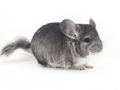 -龙猫仔乐园(惠福东路店)