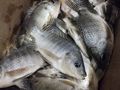 -柯子岭肉菜市场(景泰综合楼店)