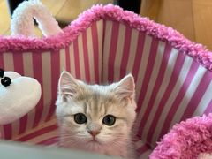-momokira米努特·德文卷毛猫·棉花面纱犬