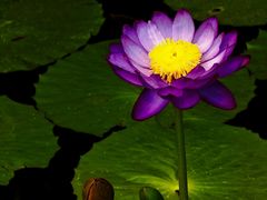 -国家植物园南园