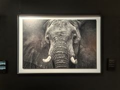 -罗红摄影艺术馆