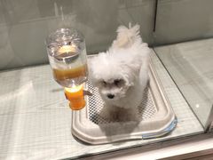 -momokira米努特·德文卷毛猫·棉花面纱犬