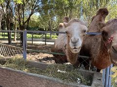 -长白岛森林公园