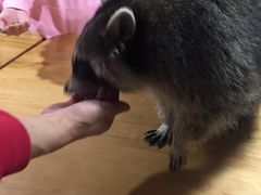 -藦茜花园宠物主题亲子互动体验馆(国顺东路店)