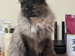 -pd派德宠物中心医院24H急重症·眼科中心·血液透析中心(嵩山北路店)