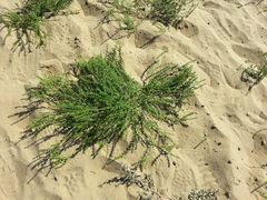 -亿利库布其七星湖沙漠生态旅游区