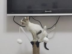 -宠颐生宠物医院·犬猫全科·皮肤科(商业街店)
