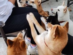 -柴犬高等学院·狗咖·柴犬售卖·宠物训练