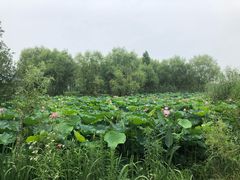 -长兴太湖图影湿地文化园