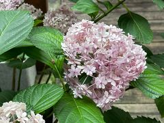 -谷咖啡·鲜花绿植花园餐厅