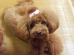 -唐小姐の猫狗洗护·购宠旗舰店(周浦万达店)