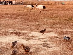 -盐城丹顶鹤湿地生态旅游区