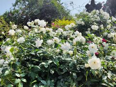 -人民公园(罗湖区)