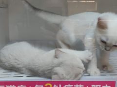 -lincat·猫舍(广州店)