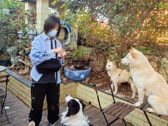 -喜柴咖啡·柴犬狗咖