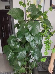 点击看大图 -HD HAIR STYLE