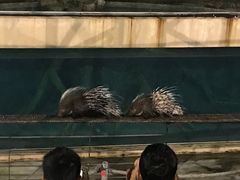 -清迈夜间动物园