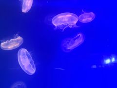 -海合安武汉极地海洋公园