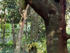 -新加坡飞禽公园
