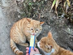 -终南山南五台景区