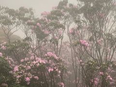 -梧桐山风景名胜区