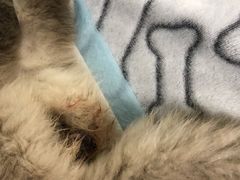 -达爱动物医院·犬猫分区·CT·复杂眼科(远洋山水分院)