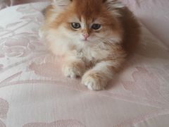 -天宠宠物医院24小时·急重症诊疗中心·全科·腔镜特色(和平分院)