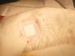 -创凡宠物医院·骨专科  猫科中心(西乡分院)