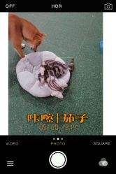 -七巧国萌宠乐园(龙湖天街店)