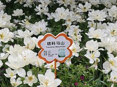 -荷兰花海