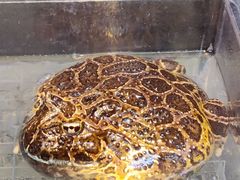 -酷以爬仙阁实体爬宠店·守宫·蜥蜴·专业繁育