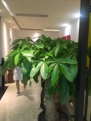 点击看大图 -苑苑发型设计