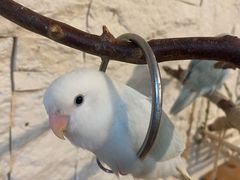 -吉丁鸟咖·异宠·寄养