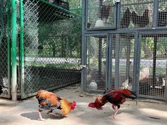-中国科学院西双版纳热带植物园